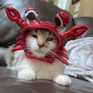 Meet your Posher, Chlos